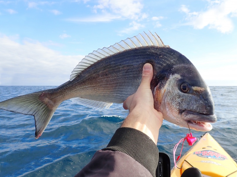 Le Tenya Explorer Spara Explorer Tackle est très efficace sur les sparidés !