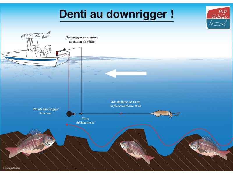 Un calamar est idéal pour pêcher les beaux prédateurs au downrigger !