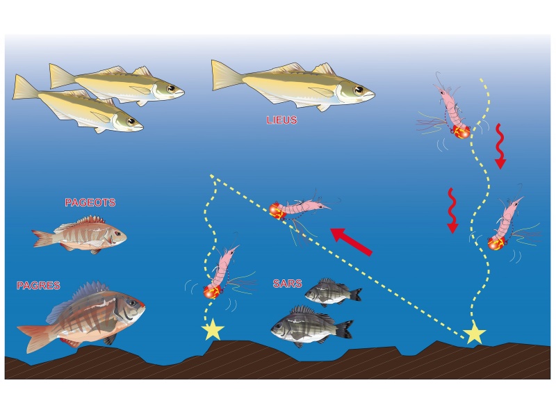 Maniement en tensions-relâchers du Tenya Explorer Deep Explorer Tackle Maniement en tensions-relâchers du Tenya Explorer Deep Explorer Tackle