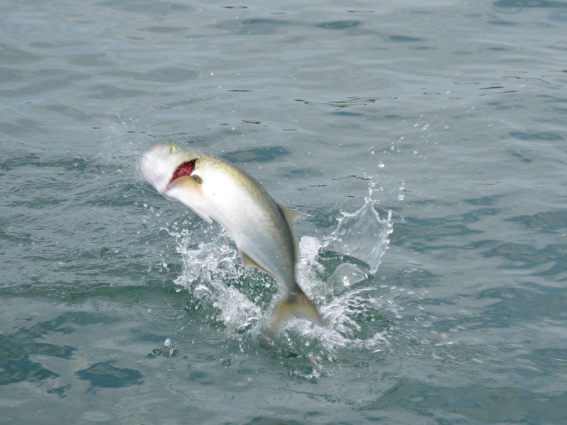 Le tassergal saute fréquemment hors de l’eau lors du combat…pour le plus grand plaisir des pêcheurs sportifs ! Le tassergal saute fréquemment hors de l’eau lors du combat…pour le plus grand plaisir des pêcheurs sportifs !