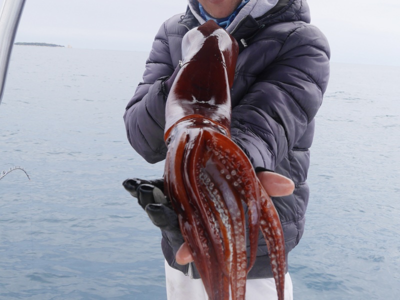 La canne In Shore C198 Top Fishing associée à un moulinet electrique permet de pêcher profondément les calamars rouges ! 