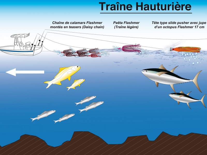 La technique de la traîne hauturière au grand large permet de toucher des coryphènes