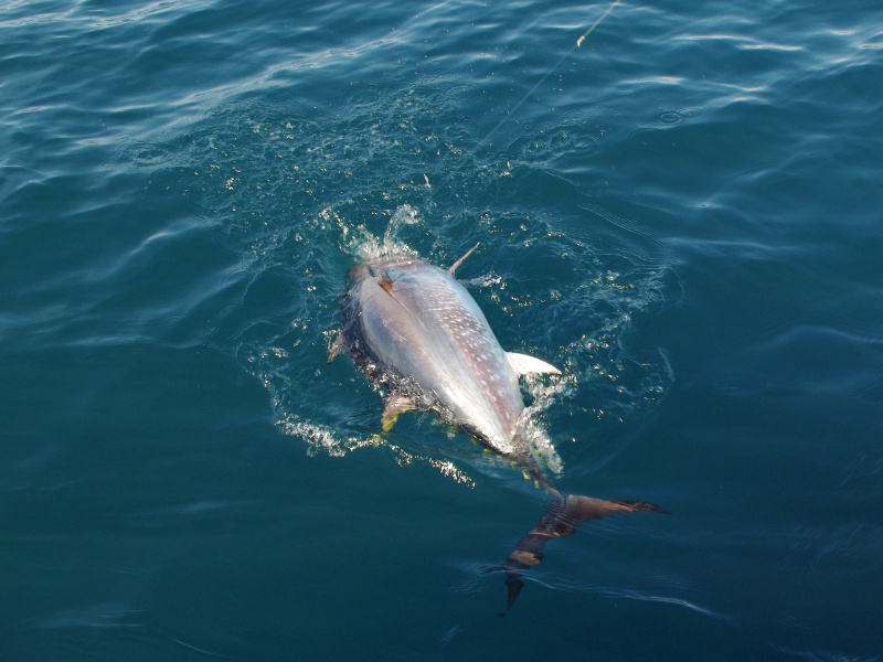 Le shad Natural Sardine  Bertox est d’une redoutable efficacité sur les thons rouges !