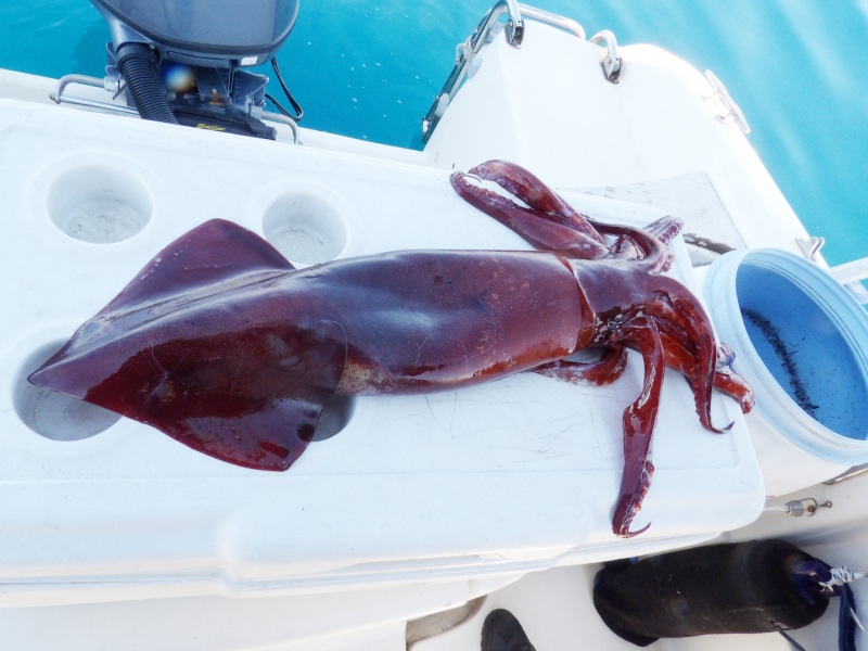 Enorme calamar rouge pris par plusieurs centaines de mètres de profondeur en plein jour