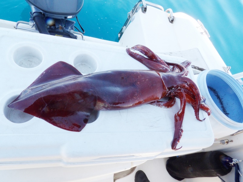Enorme calamar rouge pris par plusieurs centaines de mètres de profondeur en plein jour Enorme calamar rouge pris par plusieurs centaines de mètres de profondeur en plein jour