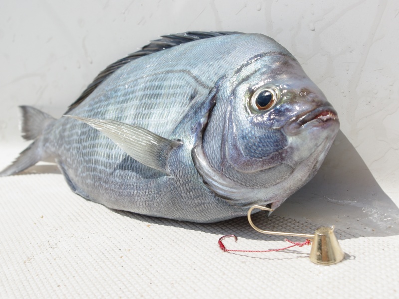 La pêche de la dorade grise au tenya est très productive !