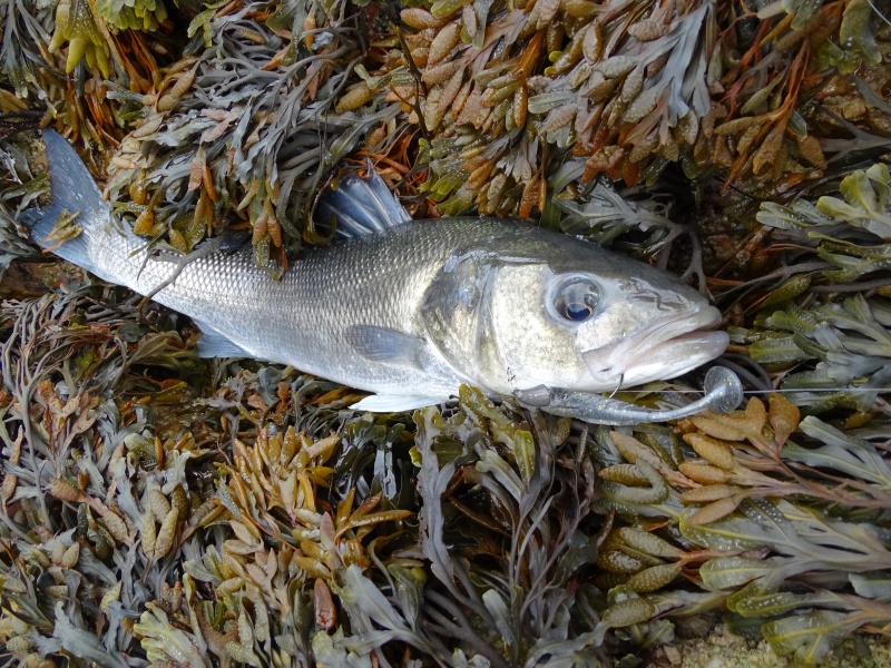 Beau bar pris au shad en texan dans des herbiers très denses