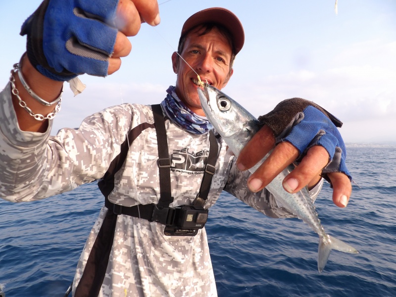 Ce sévereau pris au sabiki EX001 Hayabusa sera un vif parfait pour pêcher au downrigger !