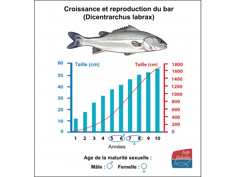 La maturité sexuelle d’une femelle de bar est de 45 cm La maturité sexuelle d’une femelle de bar est de 45 cm