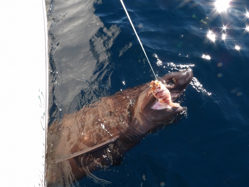 La mâchoire d'un requin griset : attention à vos mains ! La mâchoire d'un requin griset : attention à vos mains !