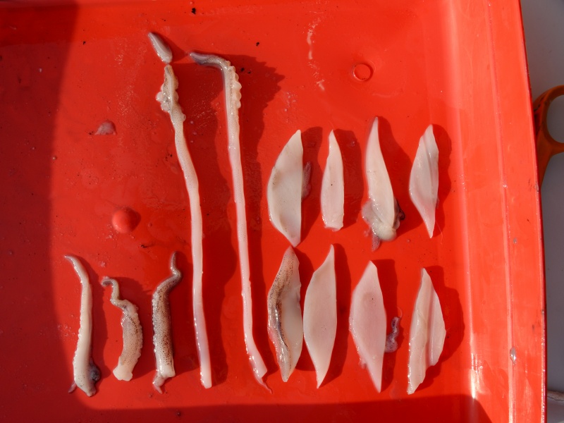 Tentacules et blancs de calamars découpés en feuille pour la pêche