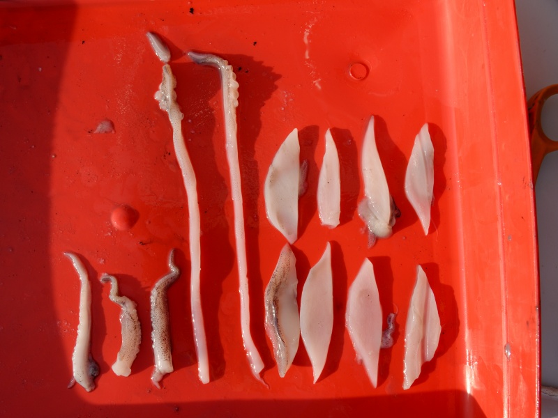 Tentacules et blancs de calamars découpés en feuille pour la pêche Tentacules et blancs de calamars découpés en feuille pour la pêche