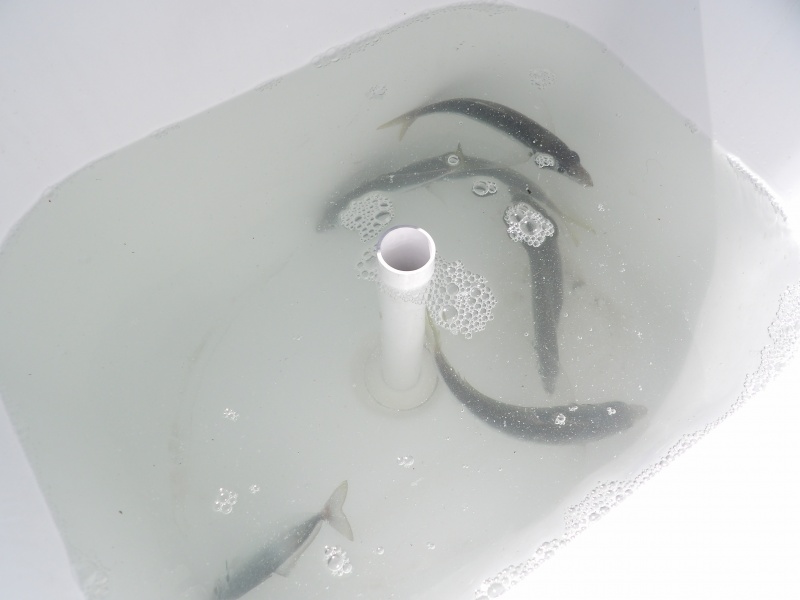 Ce sévereau pris au sabiki EX001 Hayabusa sera un vif parfait pour pêcher au downrigger ! Ce sévereau pris au sabiki EX001 Hayabusa sera un vif parfait pour pêcher au downrigger !