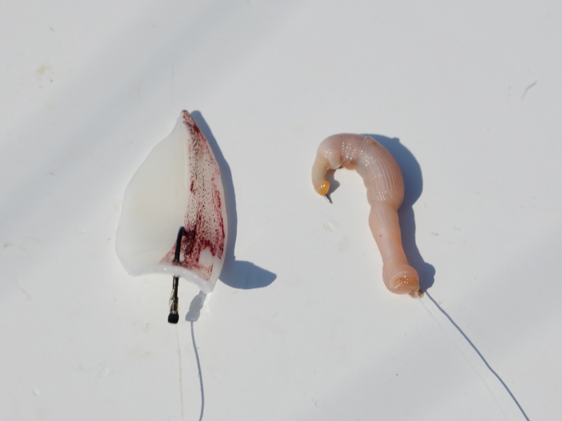 Les lanières de calamar ou de la gambas sont d’excellents appâts pour pêcher la dorade rose