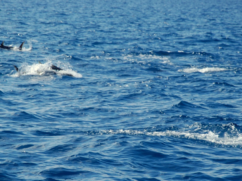 Une chasse de thon en surface est toujours spectaculaire ! Une chasse de thon en surface est toujours spectaculaire !
