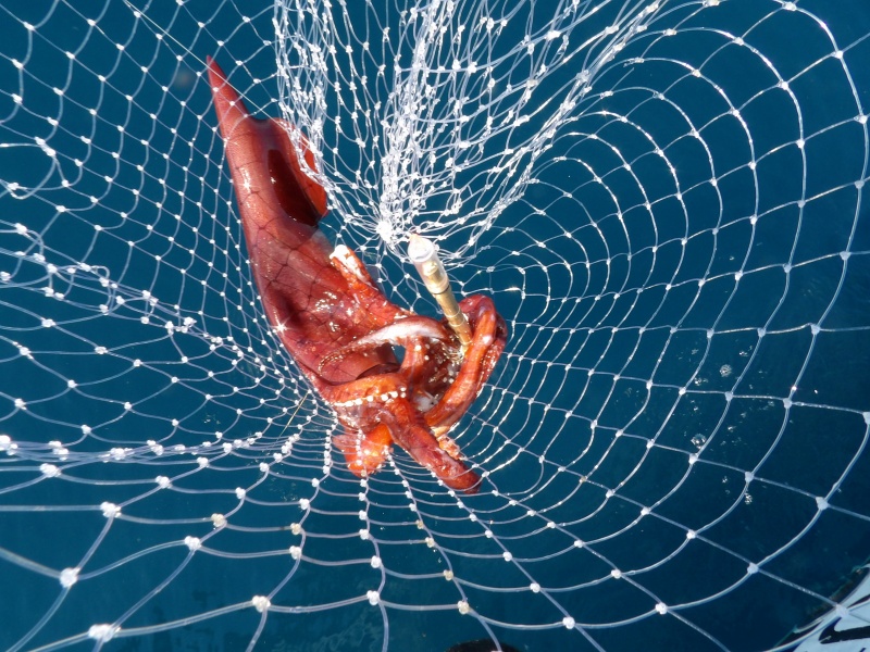 Gros calamar pris en jigging avec une turlutte plombée lumineuse Gros calamar pris en jigging avec une turlutte plombée lumineuse