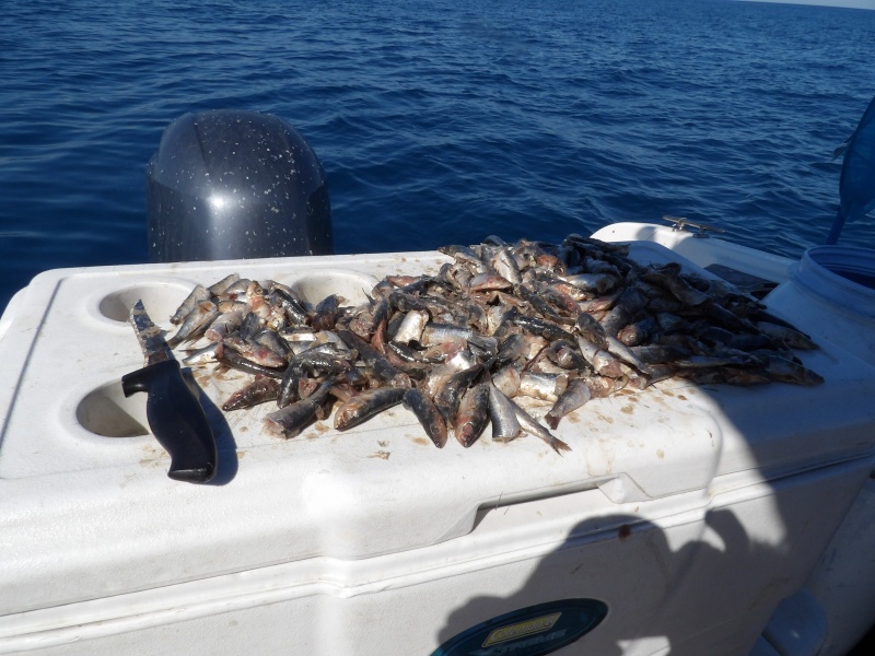 Coupés en morceaux à l’avance, ce stock de sardine durera plusieurs heures