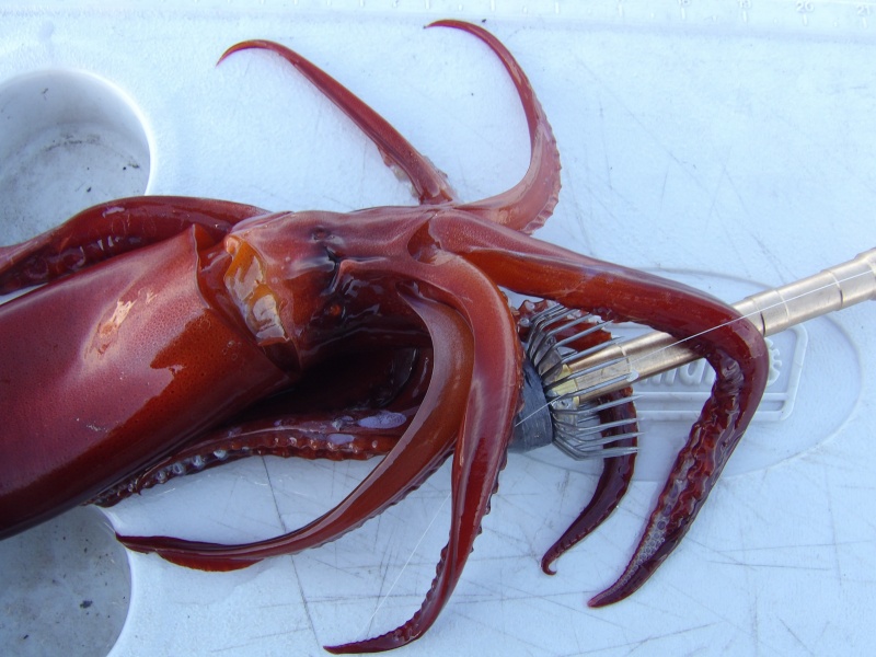 Les beaux calamars rouges peuvent être pêchés en pleine journée en grandes profondeurs