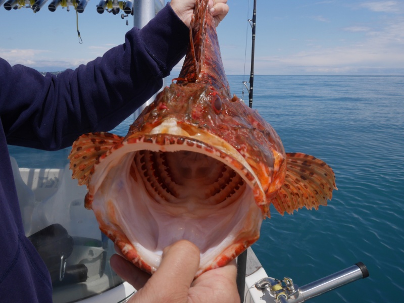 L’énorme gueule du gros chapon pris au downrigger avec la technique de la double profondeur