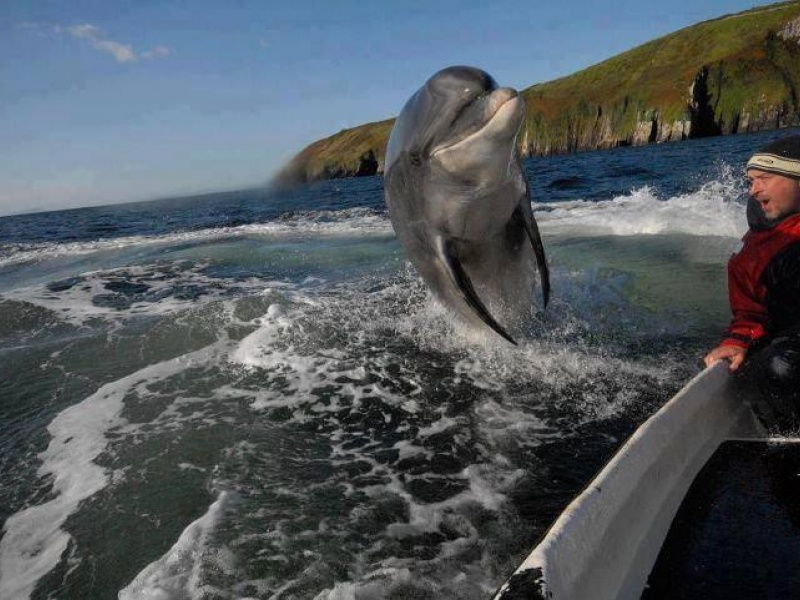 un magnifique dauphin.