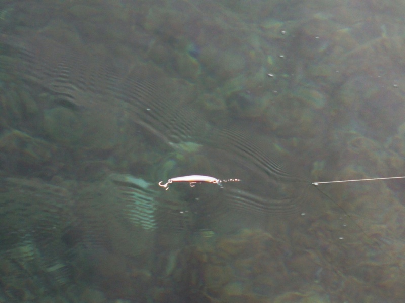 Le FR80, une magnifique nage à la traîne lente (maximum 3 noeuds)