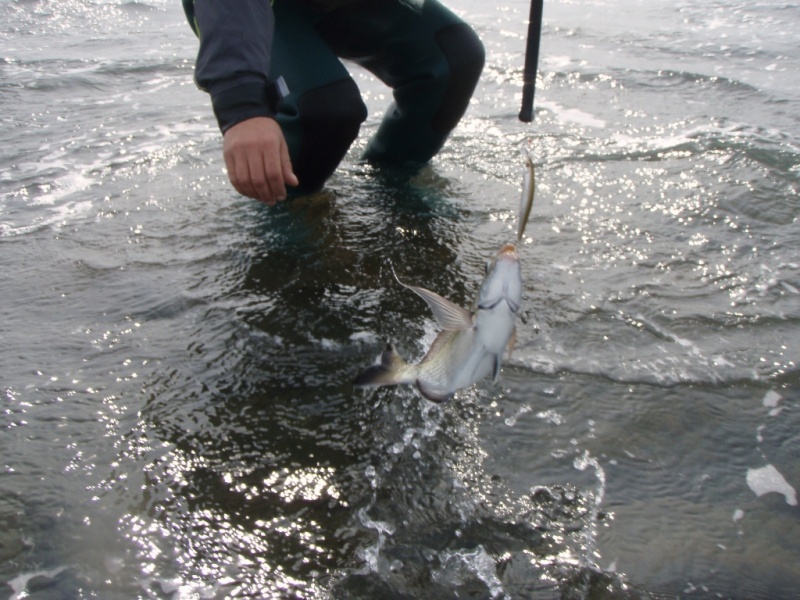 Pêche d'un sar. Pêche d'un sar.
