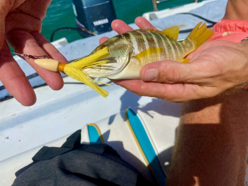 Le plaisir de pêcher, c'est pas seulement les poissons trophées, mais aussi faire des petites prises sympathiques du bord Le plaisir de pêcher, c'est pas seulement les poissons trophées, mais aussi faire des petites prises sympathiques du bord