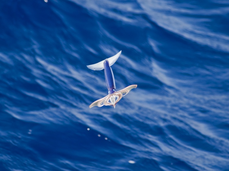 calmar-volant