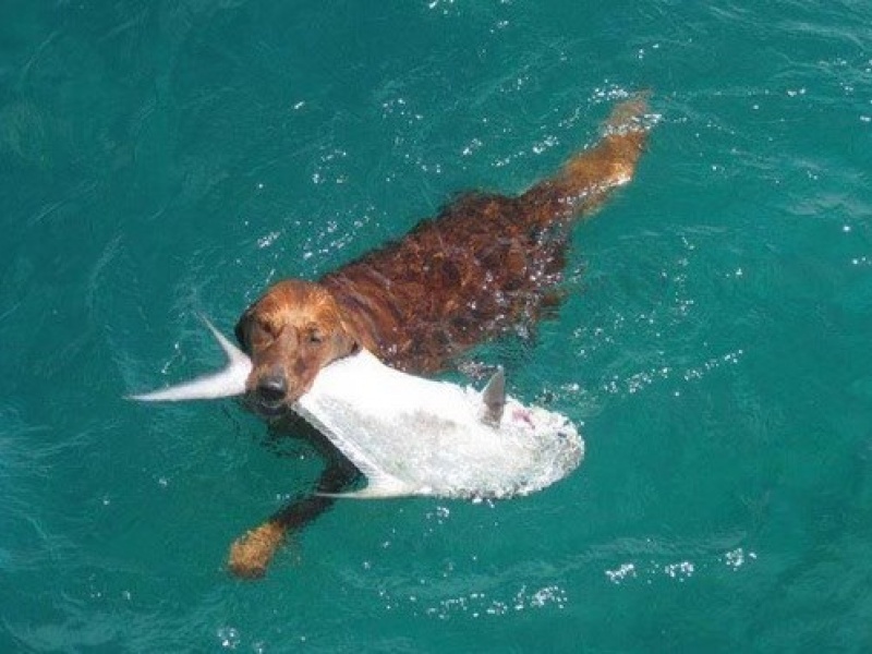 Vous pouvez imaginer toute sorte de technique pour sortir votre poisson de l'eau ;-) ; pour le no-kill mieux vaut utiliser des techniques respectueuses Vous pouvez imaginer toute sorte de technique pour sortir votre poisson de l'eau ;-) ; pour le no-kill mieux vaut utiliser des techniques respectueuses