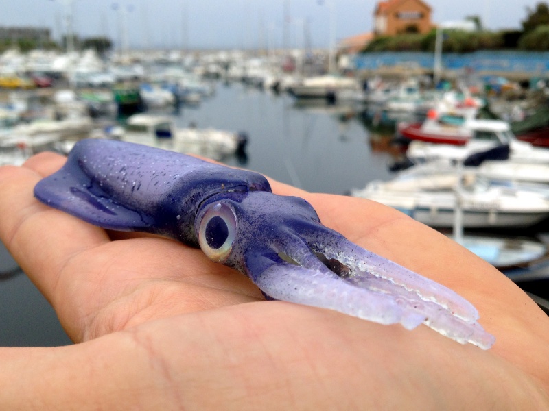 Prise en main de la version Kraken UV Violet Prise en main de la version Kraken UV Violet