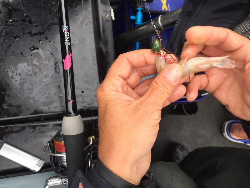Crevette montée sur une tête plombée tenya Crevette montée sur une tête plombée tenya