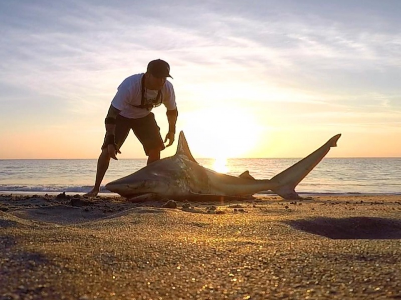 Dennis Verreet, pêche au requin du bord