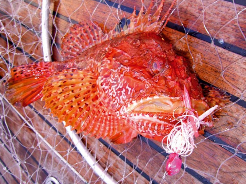 Des coloris superbes pour ce beau chapon Des coloris superbes pour ce beau chapon