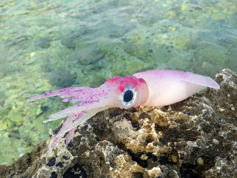 Le Destroyer SquidArt prend la pose Le Destroyer SquidArt prend la pose