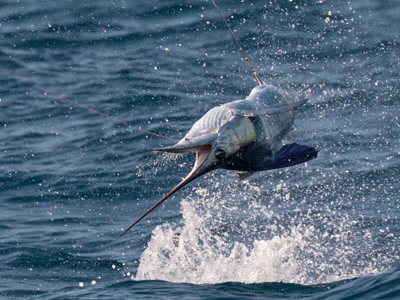 Espadon voilier à Madagascar, le poisson le plus rapide du monde Espadon voilier à Madagascar, le poisson le plus rapide du monde