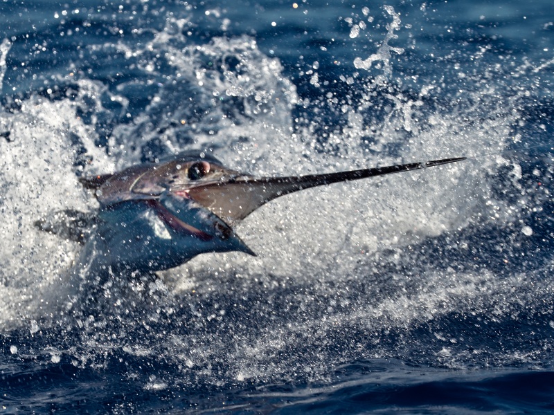 Rush d'un espadon voilier, un poisson très virulent !