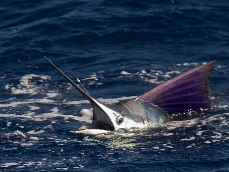Après un long combat, le poisson pointe enfin la tête à la surface Après un long combat, le poisson pointe enfin la tête à la surface