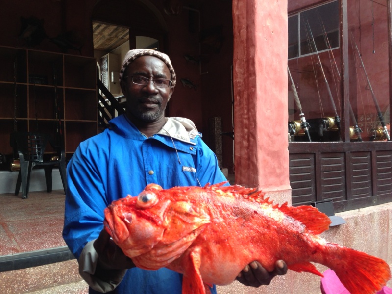 Rascasse prise au Sénégal par un client, 5,2 kgs 60 cm, pêchée à 375m de fond au large de Dakar (espèce locale) Rascasse prise au Sénégal par un client, 5,2 kgs 60 cm, pêchée à 375m de fond au large de Dakar (espèce locale)