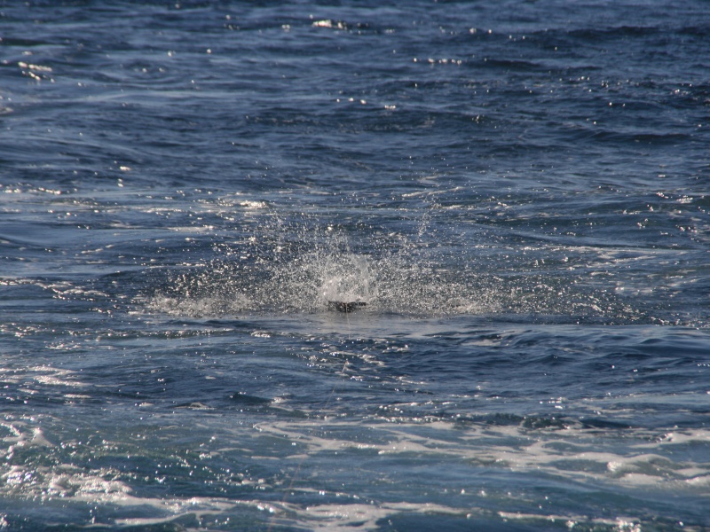 Fond de mer pour contenu sans photo.
