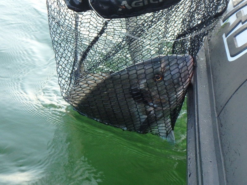 L'utilisation d'une bonne épuisette est indispensable pour la pêche de la dorade