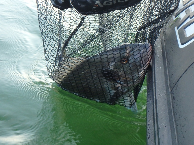 L'utilisation d'une bonne épuisette est indispensable pour la pêche de la dorade L'utilisation d'une bonne épuisette est indispensable pour la pêche de la dorade