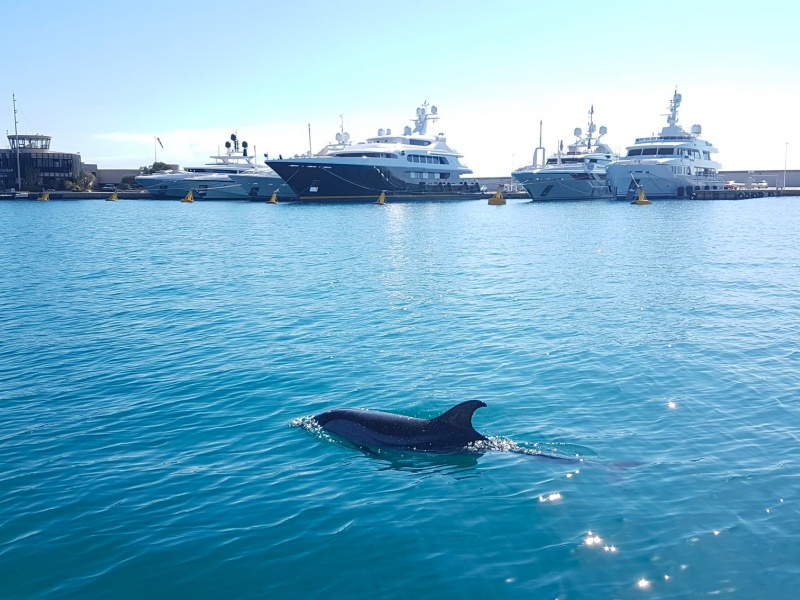 Les eaux claires du Port Vauban à Antibes, attire nombre de spectateurs Les eaux claires du Port Vauban à Antibes, attire nombre de spectateurs