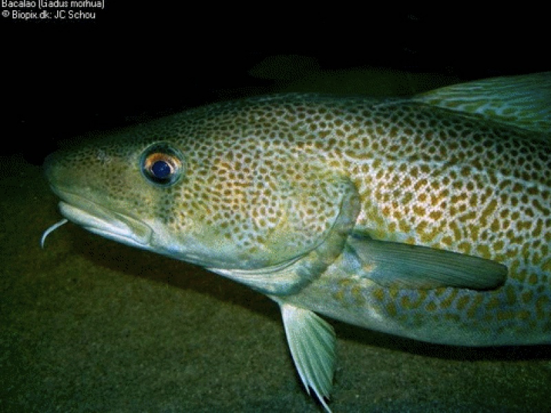 Les poissons sentent les odeurs sur de grandes distances Les poissons sentent les odeurs sur de grandes distances