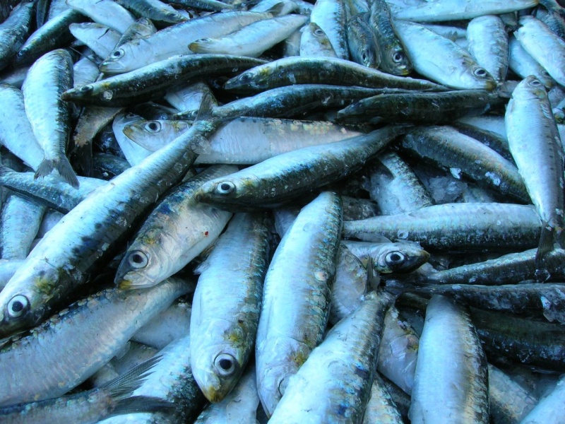 Les sardines sont abondantes et idéales pour le broume.