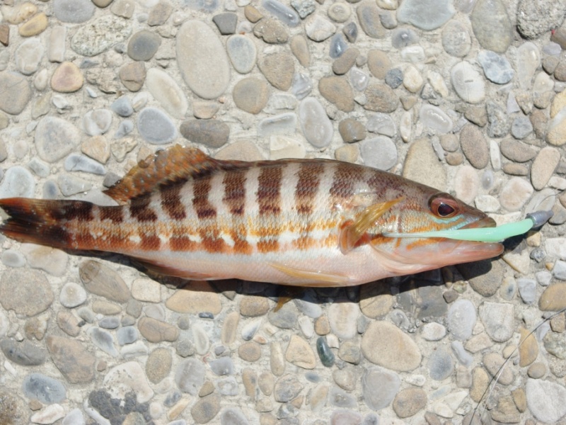 Leurre souple pour le rockfishing Leurre souple pour le rockfishing