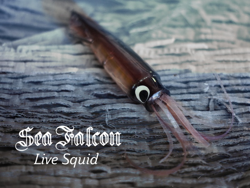 Live Squid, un bijou signé Sea Falcon