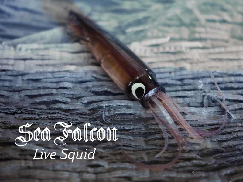 Live Squid, un bijou signé Sea Falcon Live Squid, un bijou signé Sea Falcon
