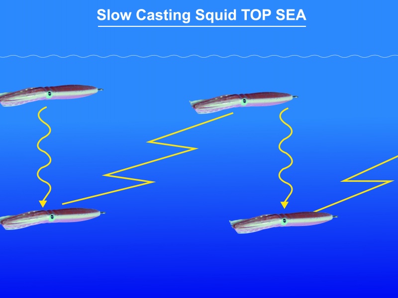 Nage Slow du Casting Squid