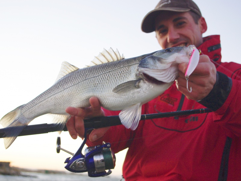 Poisson pris avec un jerkbait doté d'hameçons simples avec illets en ligne Poisson pris avec un jerkbait doté d'hameçons simples avec illets en ligne