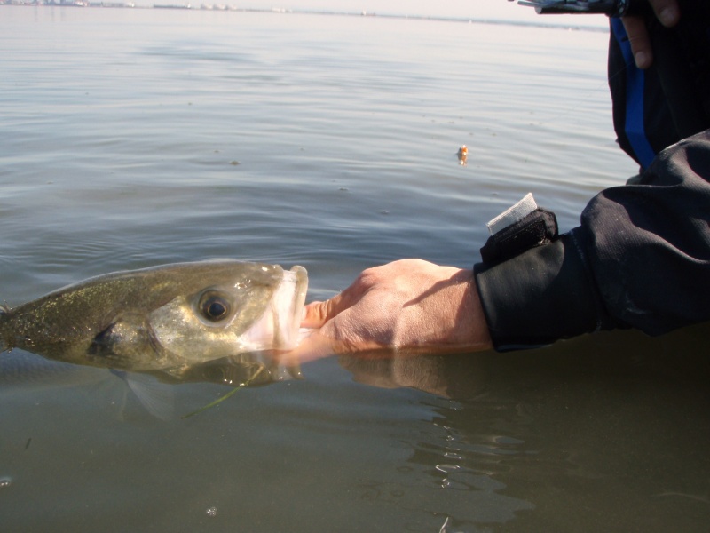 Se saisir du poisson par la gueule permet d’éviter de lui ôter du mucus Se saisir du poisson par la gueule permet d’éviter de lui ôter du mucus